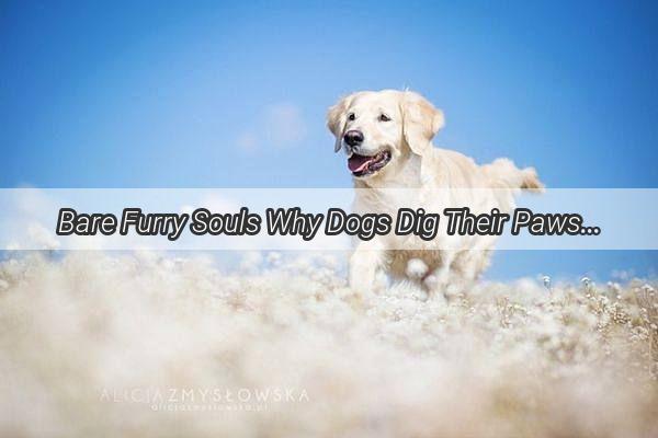 Bare Furry Souls Why Dogs Dig Their Paws into Clothing and Shun the StripDown